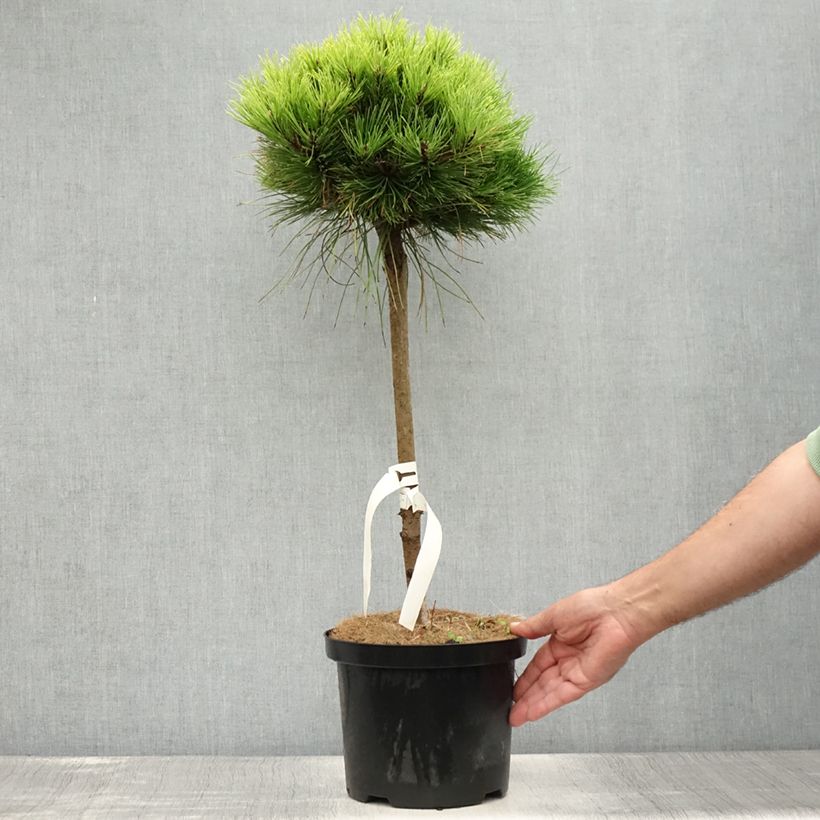 Black pine - Pinus nigra Marie Brégeon 4L/5L pot, Standard sample as delivered in summer
