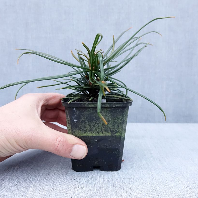 Sciadopitys verticillata 8/9 cm pot sample as delivered in winter