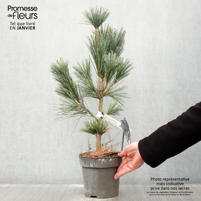 Pinus flexilis Vanderwolfs Pyramid -Felxible Pine 2L/3L pot sample as delivered in winter