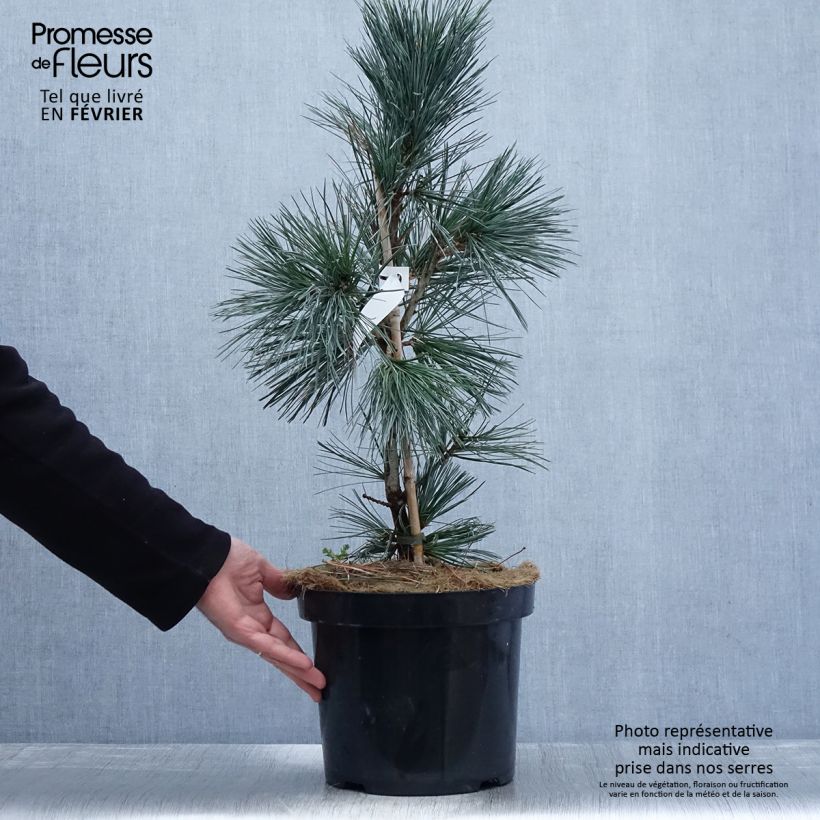 Pinus flexilis Vanderwolfs Pyramid -Felxible Pine 7.5L/10L pot sample as delivered in winter