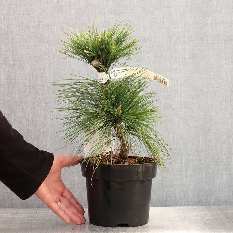 Pinus schwerinii Wiethorst 2L/3L pot sample as delivered in spring