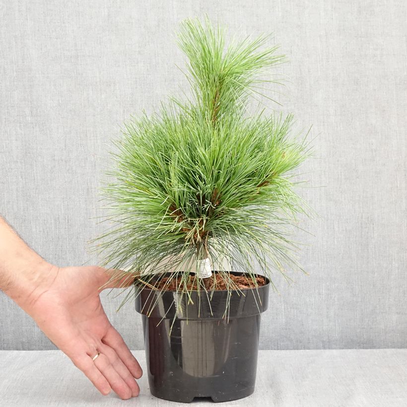 Pinus schwerinii Wiethorst 2L/3L pot sample as delivered in summer