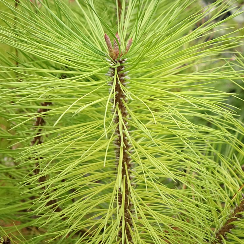 Ponderosa pine - Pinus ponderosa (Foliage)