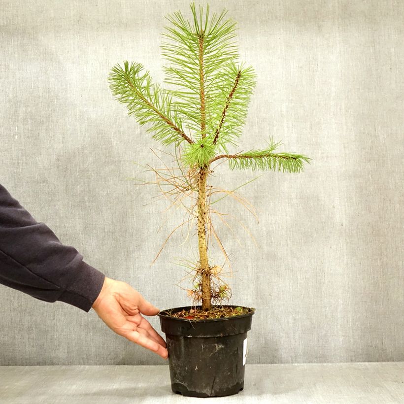 Ponderosa pine - Pinus ponderosa 3L/4L pot sample as delivered in autumn