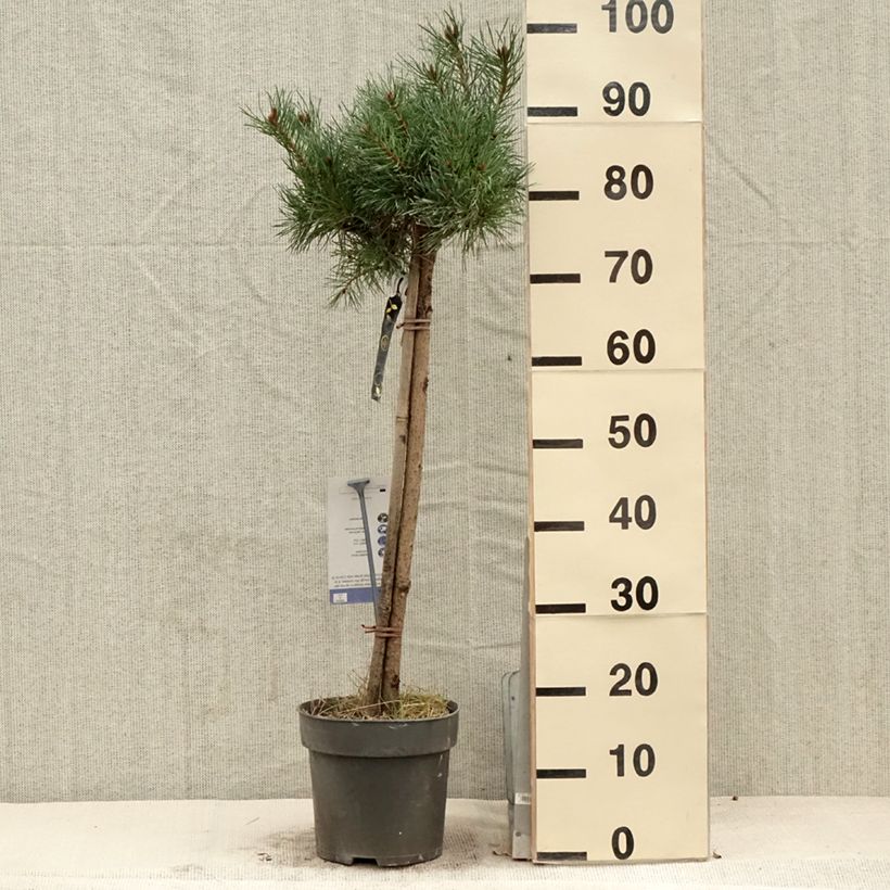 Pinus sylvestris Chantry Blue - Scots Pine Each, Standard sample as delivered in spring