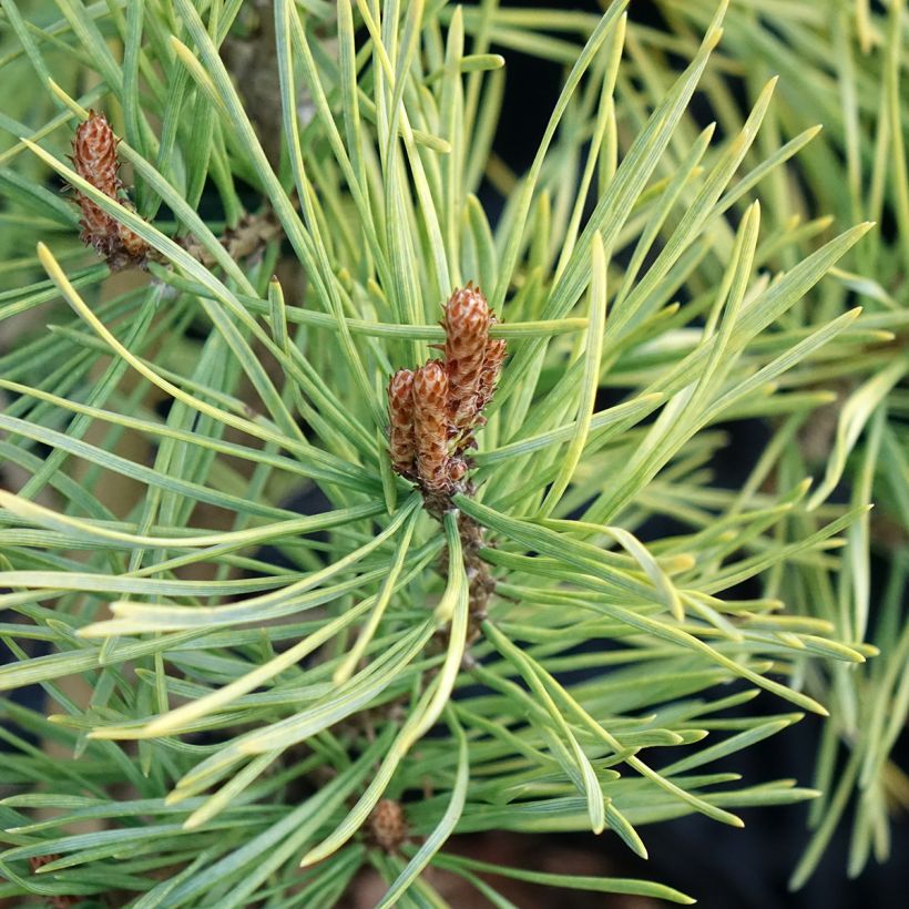 Pinus sylvestris Wintergold - Scots pine (Foliage)