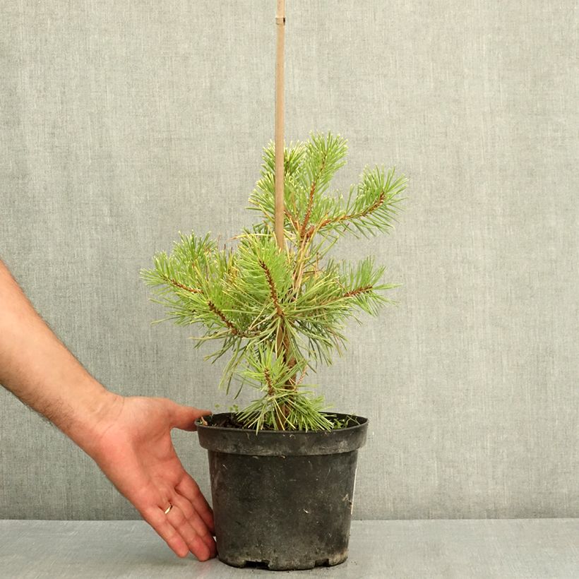 Pinus sylvestris Wintergold - Scots pine 3L/4L pot sample as delivered in summer
