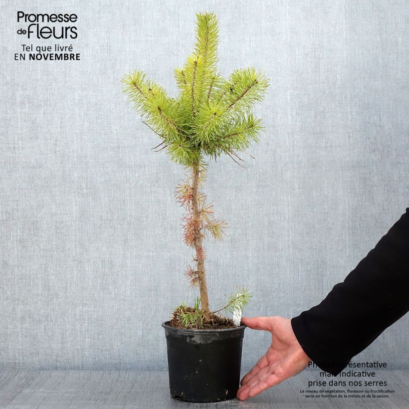 Pinus sylvestris - Scots Pine 2L/3L pot sample as delivered in autumn