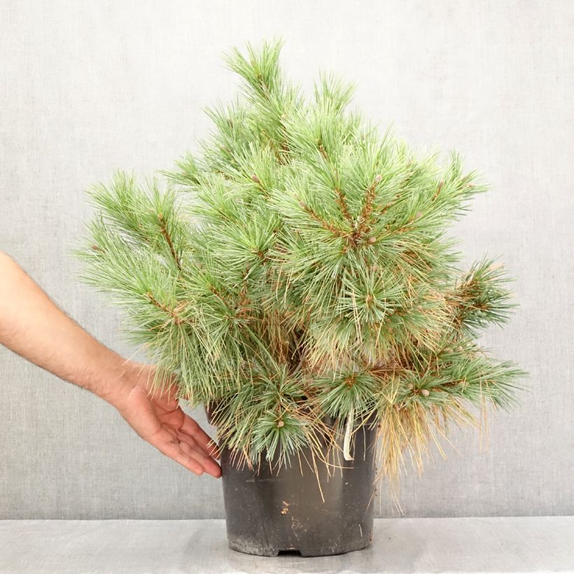 Pinus strobus Blue Shag - Eastern White Pine 7.5L/10L pot sample as delivered in summer