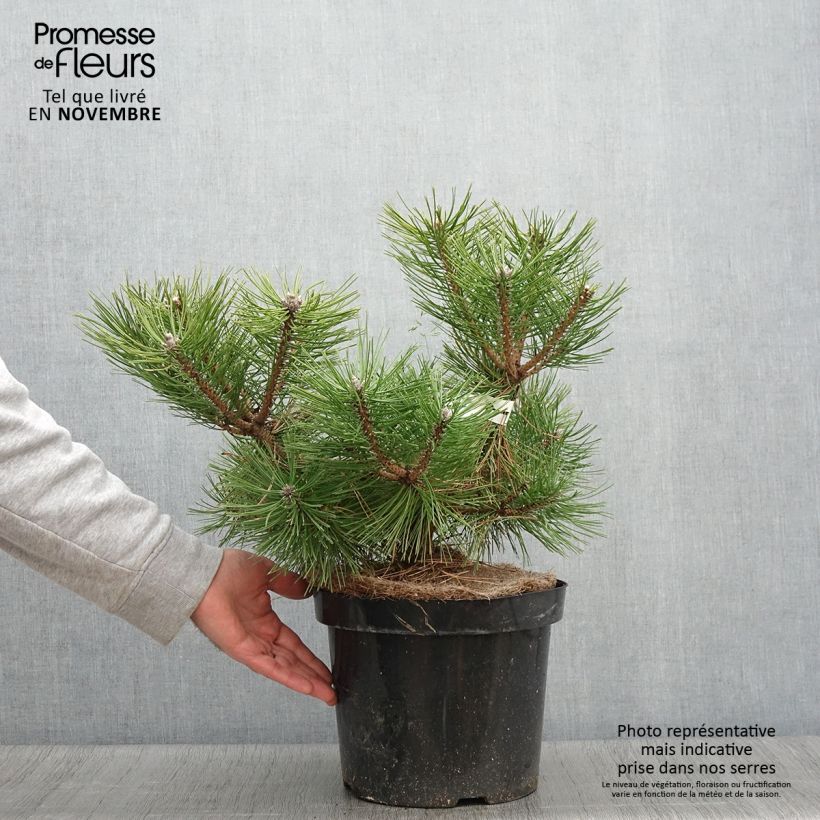 Pinus densiflora Jane Kluis - Japanese Red Pine 7.5L/10L pot sample as delivered in autumn
