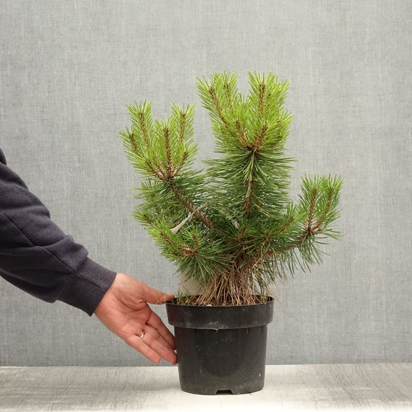 Pinus densiflora Jane Kluis - Japanese Red Pine 2L/3L pot sample as delivered in summer