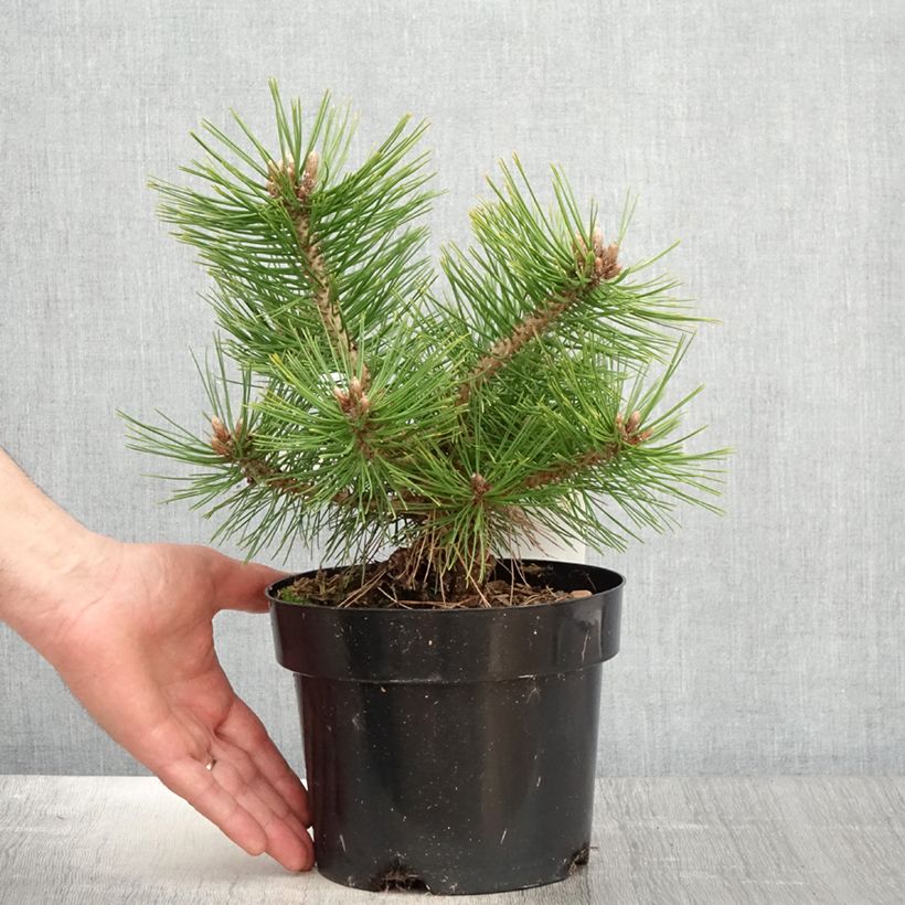Pinus densiflora Jane Kluis - Japanese Red Pine 2L/3L pot sample as delivered in spring