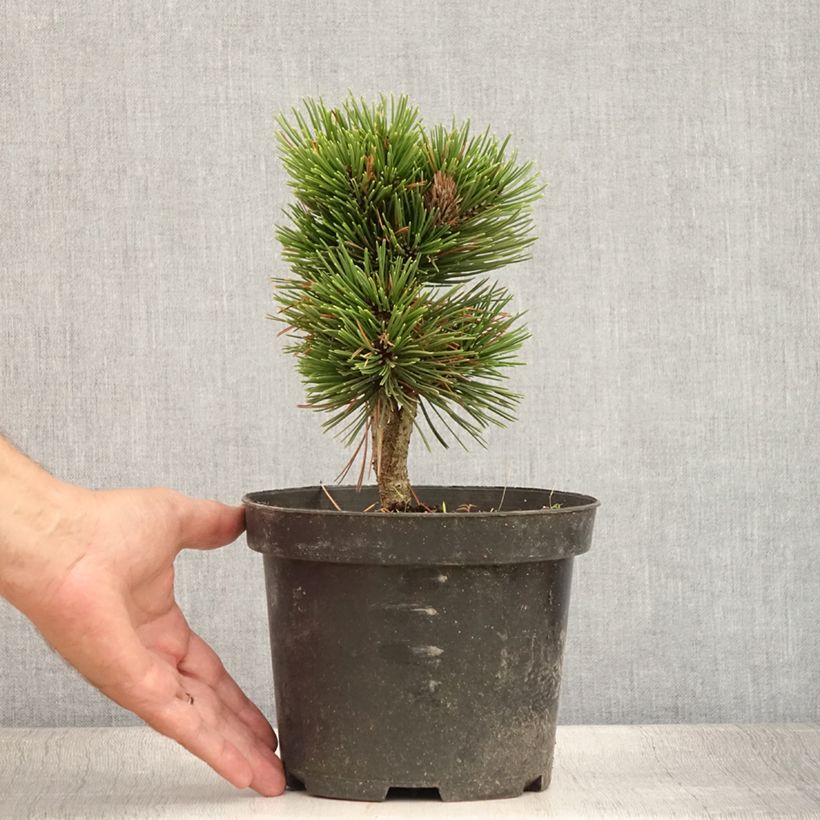 Pinus heldreichii Smidtii - Bosnian Pine 2L/3L pot sample as delivered in summer