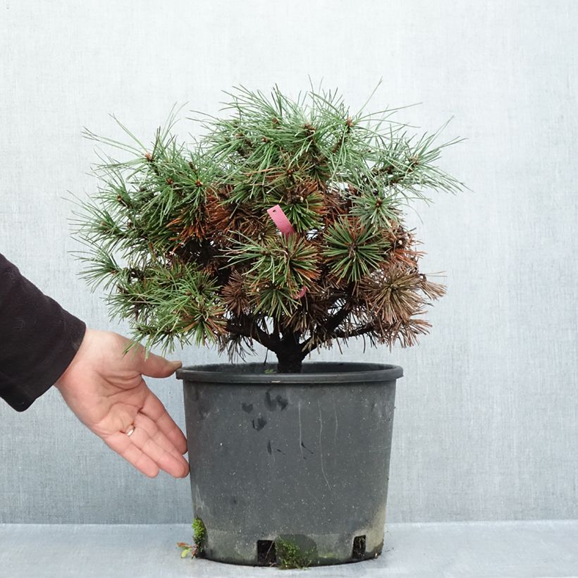 Pinus mugo Humpy - Dwarf Mountain Pine 7.5L/10L pot sample as delivered in autumn