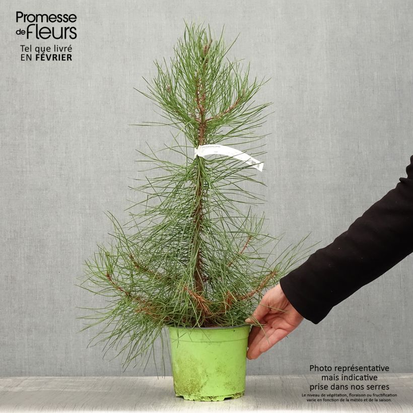 Pinus pinaster - Maritime pine 2L/3L pot sample as delivered in winter