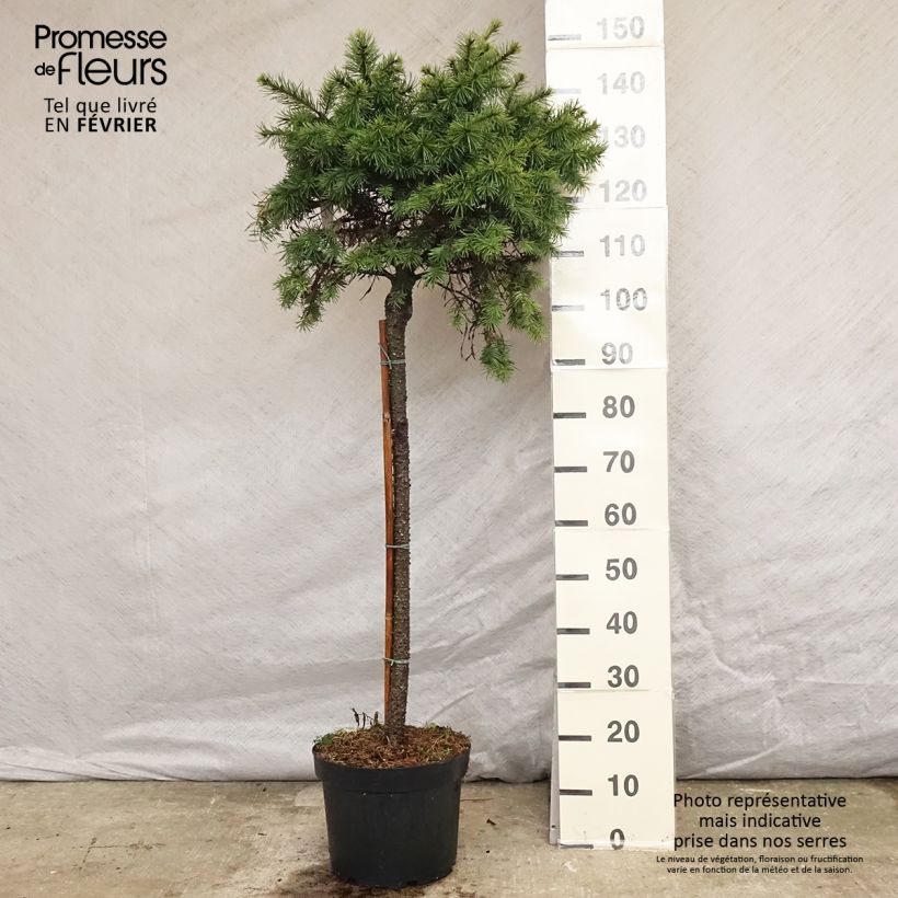 Pinus pinea - Umbrella pine 30L/35L pot sample as delivered in winter