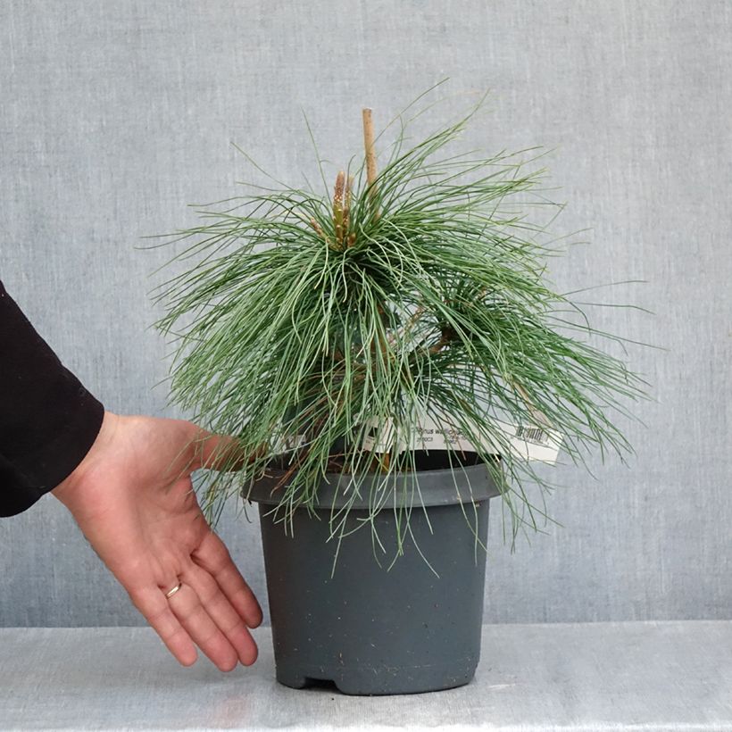 Pinus wallichiana - Bhutan Pine 3L/4L pot sample as delivered in autumn