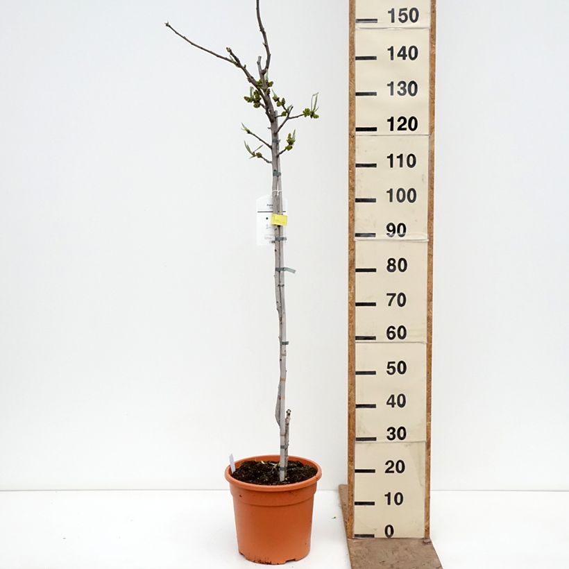 Pistacia vera Peters 7.5L/10L pot, Half standard sample as delivered in spring