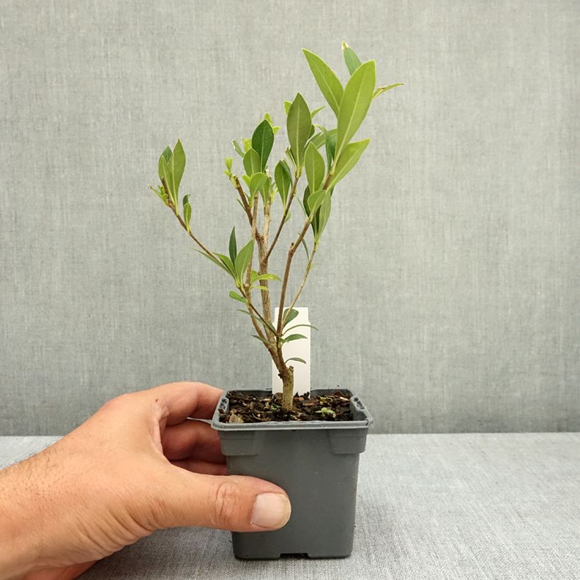 Pittosporum heterophyllum - Pittospore à feuilles variables Godet de 8/9 cm sample as delivered in summer