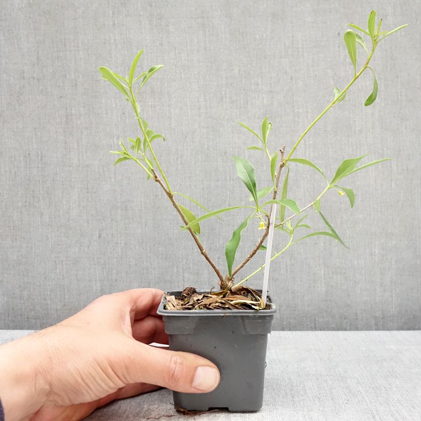 Pittosporum heterophyllum 8/9 cm pot sample as delivered in spring