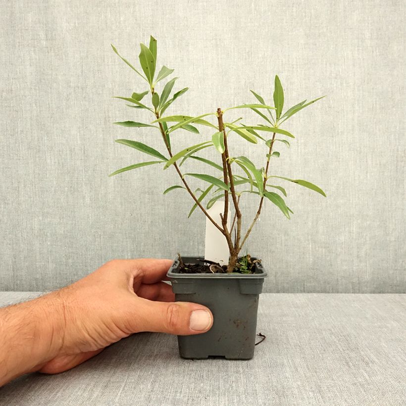 Pittosporum heterophyllum Quissac 8/9 cm pot sample as delivered in summer
