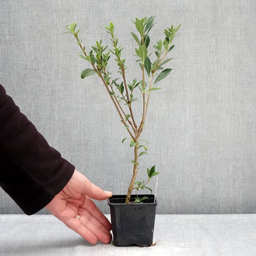 Pittosporum heterophyllum Quissac 8/9 cm pot sample as delivered in winter