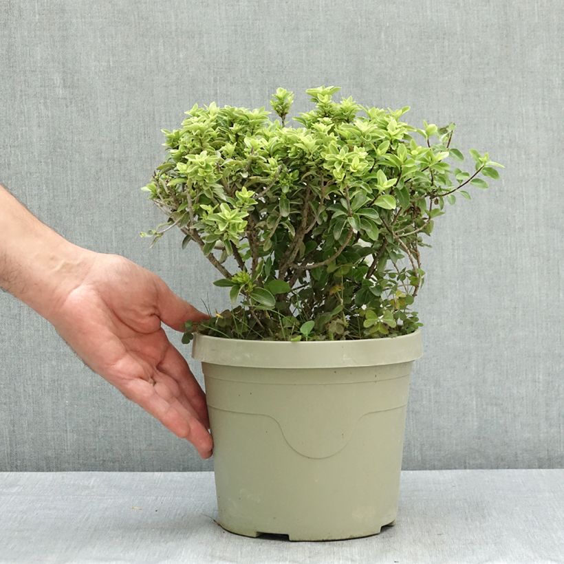 Pittosporum Orbitea - Pittosporum à petites feuilles Pot de 3L/4L sample as delivered in summer