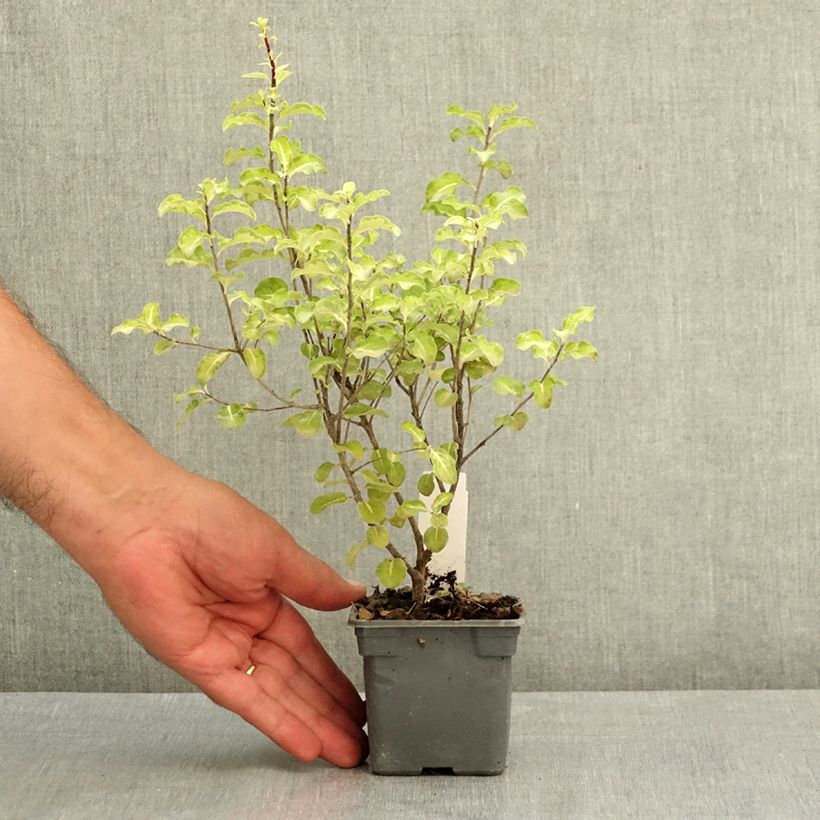 Pittosporum tenuifolium Abbotsbury Gold - Kohuhu 8/9 cm pot sample as delivered in summer