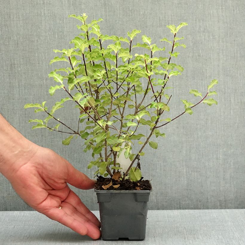 Pittosporum tenuifolium Abbotsbury Gold - Kohuhu 8/9 cm pot sample as delivered in spring