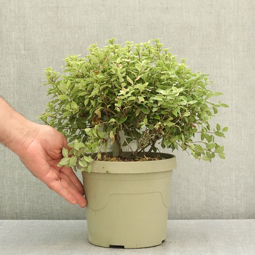 Pittosporum tenuifolium Beach Ball - Kohuhu 3L/4L pot sample as delivered in summer
