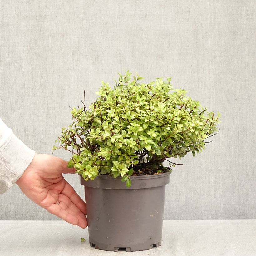 Pittosporum tenuifolium Golden Ball - Kohuhu 2L/3L pot sample as delivered in spring