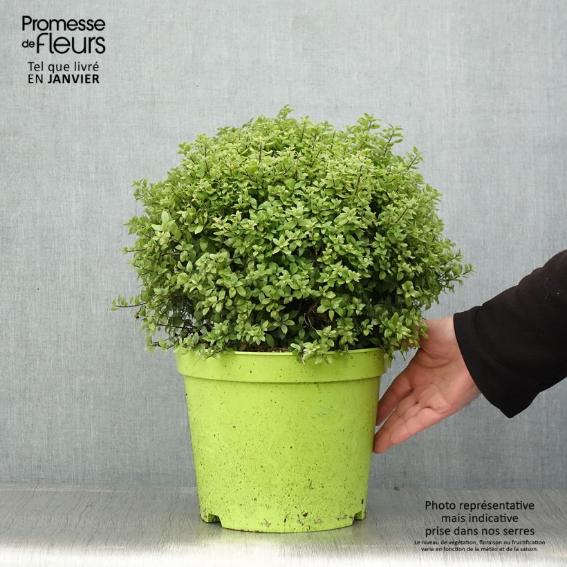 Pittosporum tenuifolium Golf Ball - Kohuhu 7.5L/10L pot sample as delivered in winter