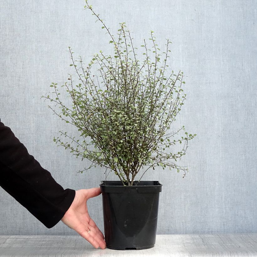 Pittosporum tenuifolium Green Elf - Kohuhu 4L/5L pot sample as delivered in winter