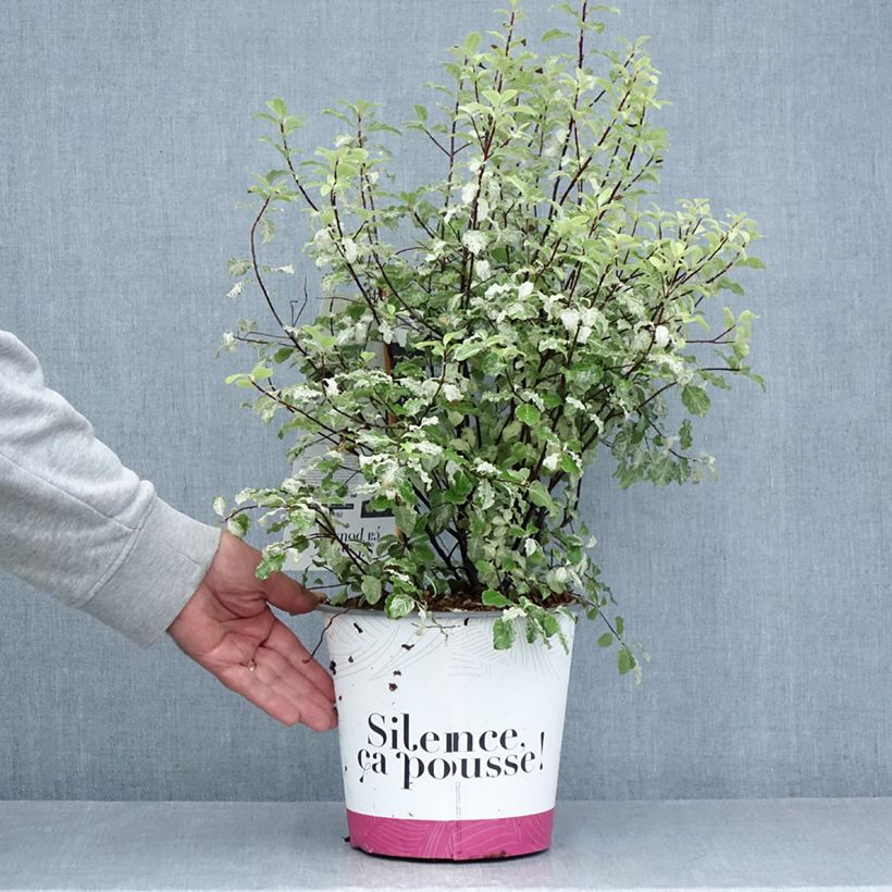 Pittosporum tenuifolium Irene Patterson - Kohuhu 4L/5L pot sample as delivered in summer
