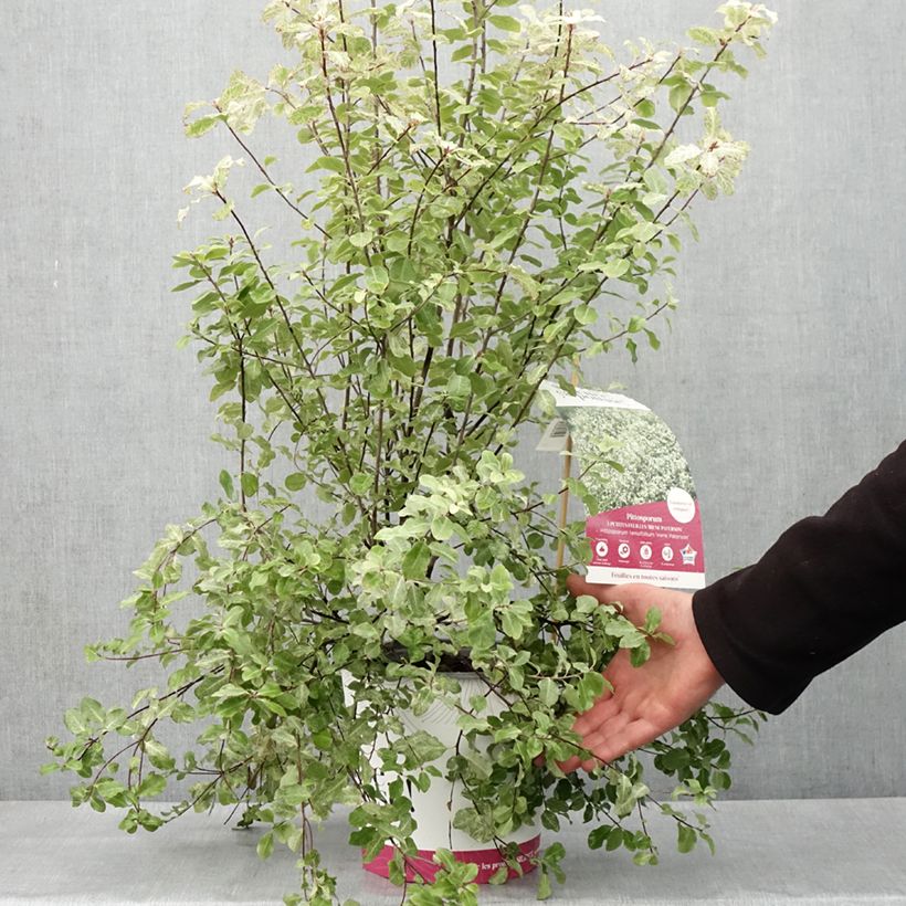 Pittosporum tenuifolium Irene Patterson - Kohuhu 4L/5L pot sample as delivered in spring