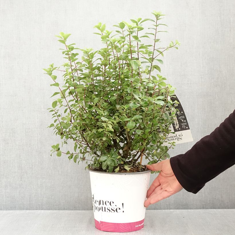 Pittosporum tenuifolium Irish Luck - Kohuhu 2L/3L pot sample as delivered in autumn