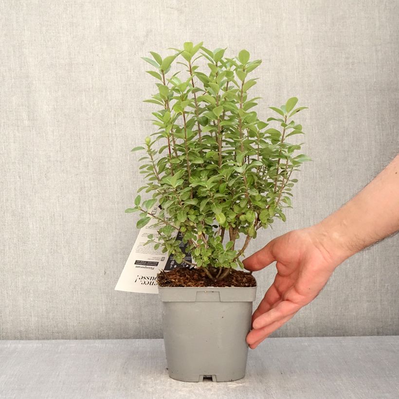 Pittosporum tenuifolium Irish Luck - Kohuhu 2L/3L pot sample as delivered in winter