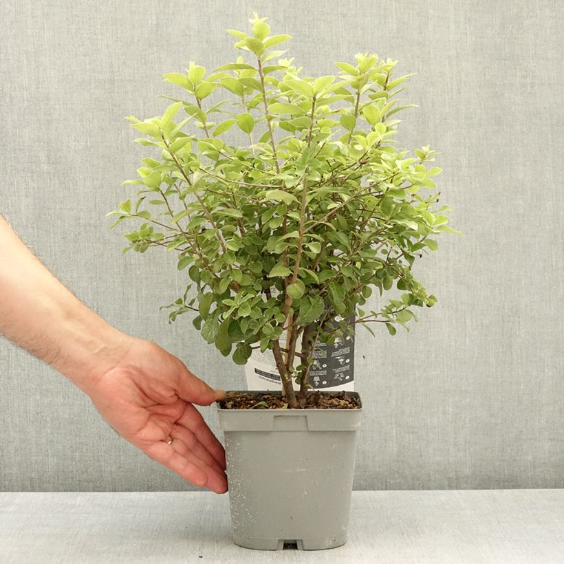 Pittosporum tenuifolium Irish Luck - Kohuhu 2L/3L pot sample as delivered in spring