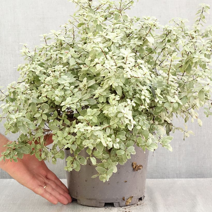 Pittosporum tenuifolium Silver Ball - Kohuhu 7.5L/10L pot sample as delivered in autumn
