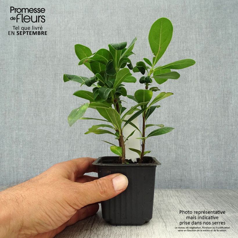 Pittosporum tobira 8/9 cm pot sample as delivered in autumn