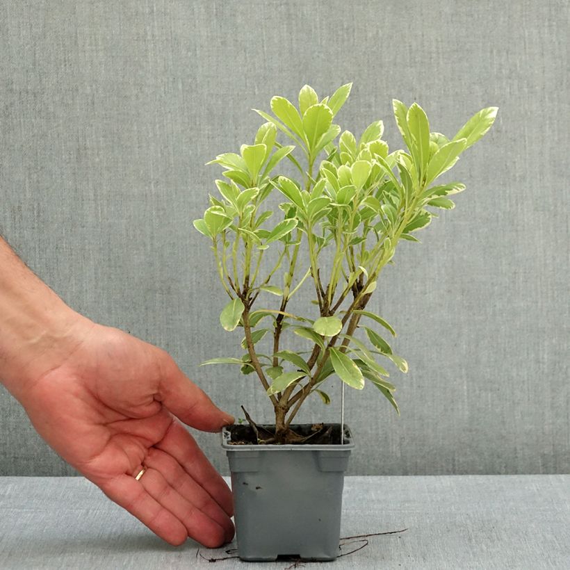 Pittosporum tobira var. nana Neige du mont Ventoux - Japanese Pittosporum 8/9 cm pot sample as delivered in spring