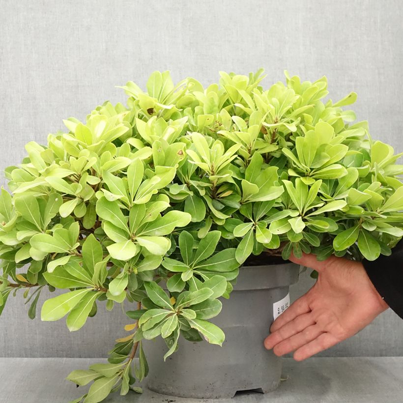 Pittosporum tobira Nanum - Japanese Pittosporum 7.5L/10L pot sample as delivered in summer