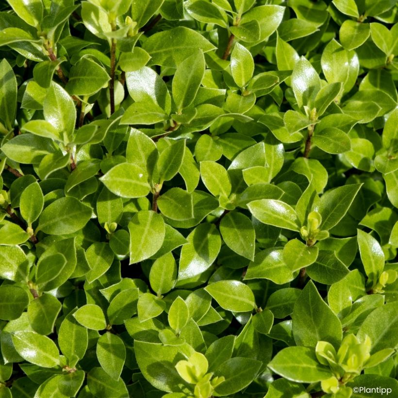 Pittosporum tenuifolium Beach Ball - Kohuhu (Foliage)