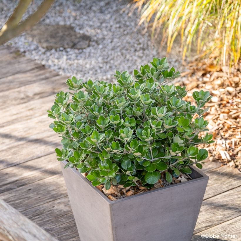 Pittosporum crassifolium Pot Belly - Karo (Plant habit)