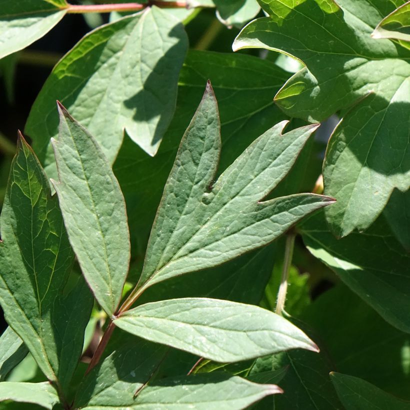 Paeonia suffruticosa Bai Yuan Hong Xia - Tree Peony (Foliage)