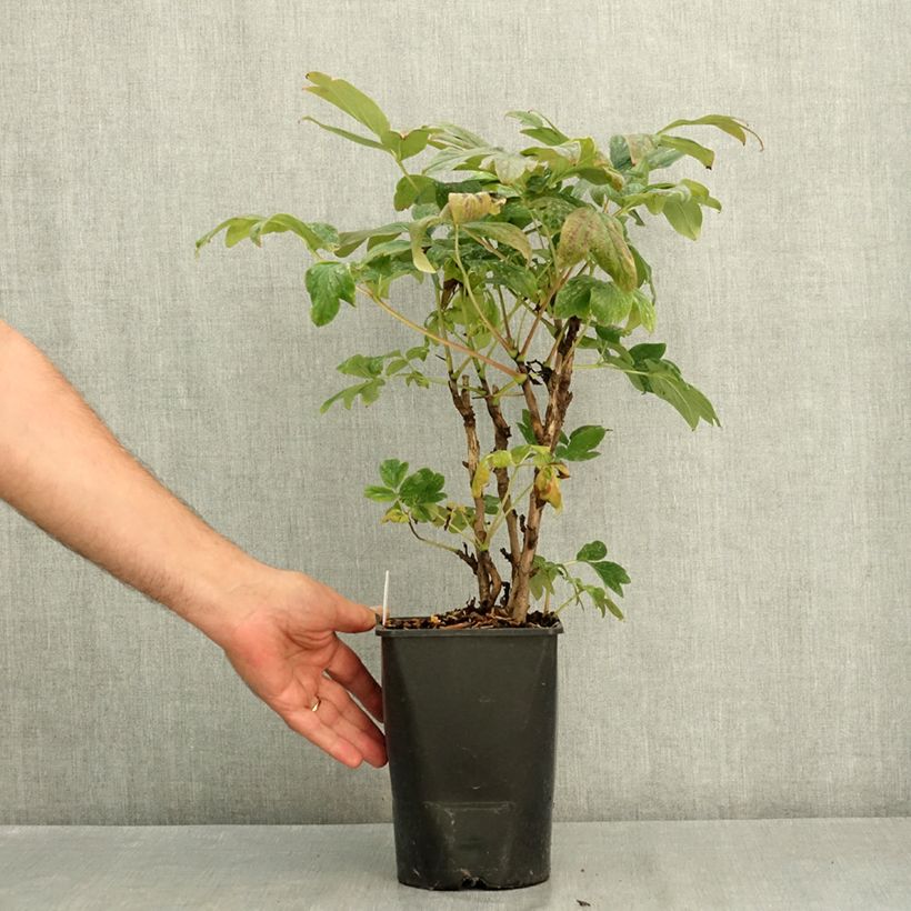Paeonia suffruticosa Bai Yuan Hong Xia - Tree Peony 2L/3L pot sample as delivered in summer
