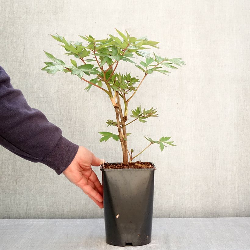 Paeonia suffruticosa Bai Yuan Hong Xia - Tree Peony 2L/3L pot sample as delivered in spring