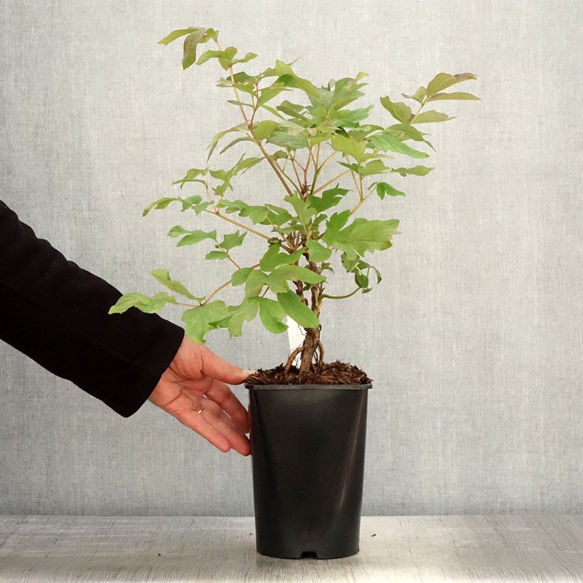 Paeonia suffruticosa Juan Ye Hong - Tree Peony 2L/3L pot sample as delivered in spring