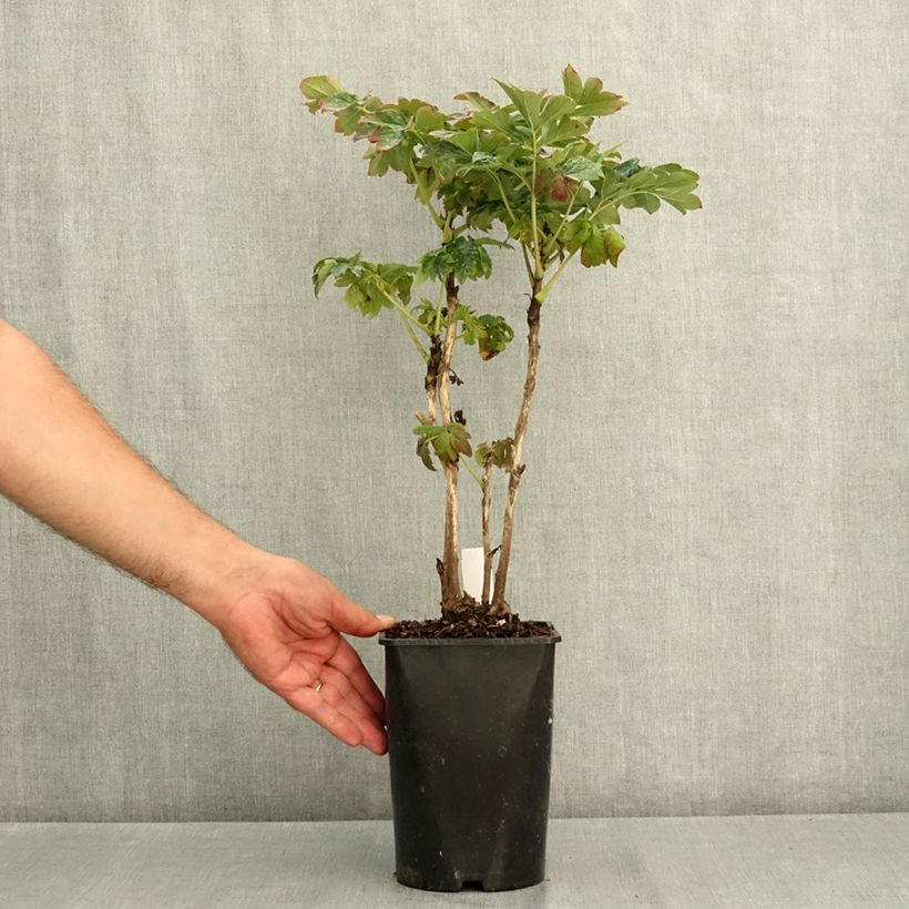 Paeonia suffruticosa Lu He Hong - Tree Peony 2L/3L pot sample as delivered in summer