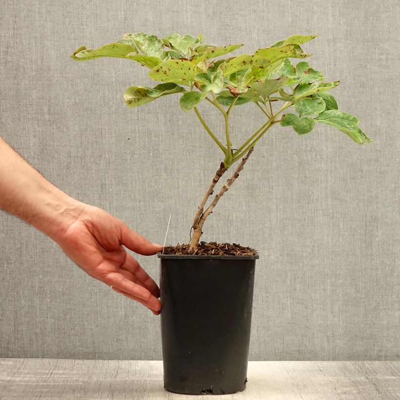 Paeonia suffruticosa Xue Ta 2L/3L pot sample as delivered in spring